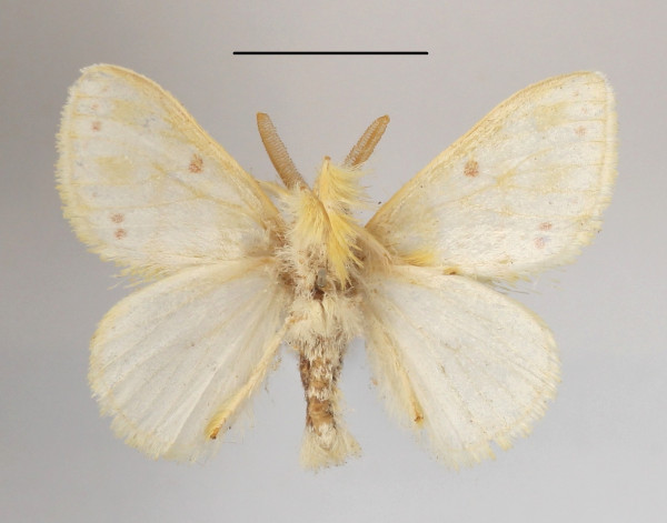 /filer/webapps/moths/media/images/R/rufopunctata_Euproctis_AM_MGCLb_01.JPG