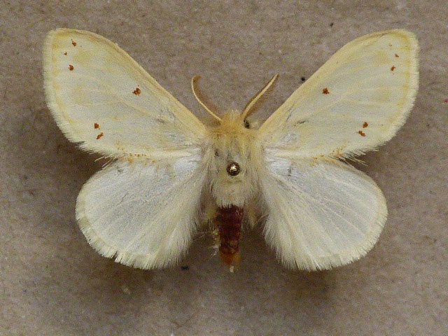 /filer/webapps/moths/media/images/R/rufopunctata_Euproctis_A_Butler.jpg