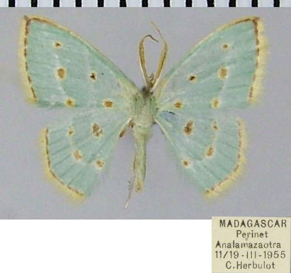 /filer/webapps/moths/media/images/R/rufostellata_Comostolopsis_AM_ZSM.jpg