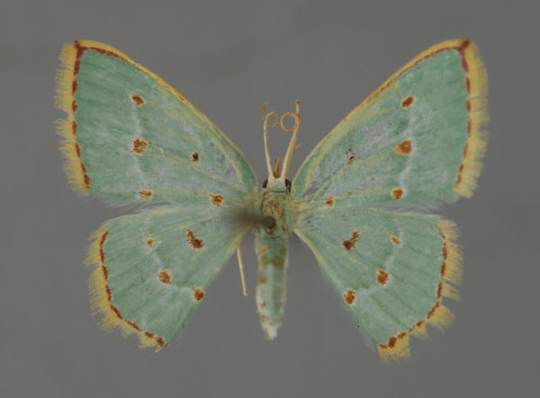 /filer/webapps/moths/media/images/R/rufostellata_Comostolopsis_A_ZSM_01.jpg