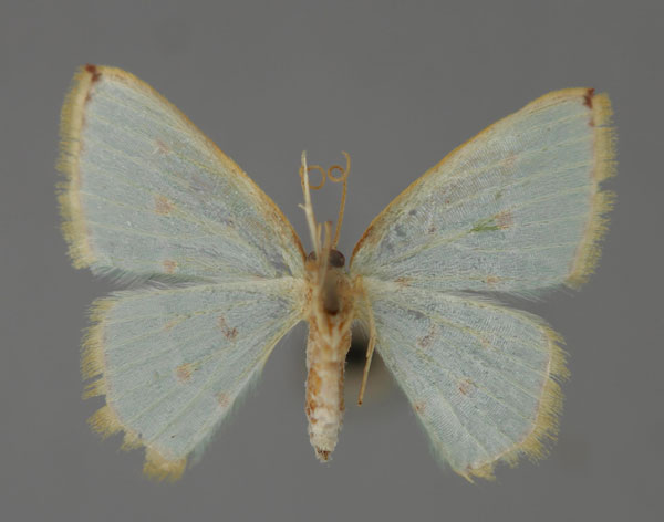 /filer/webapps/moths/media/images/R/rufostellata_Comostolopsis_A_ZSM_02.jpg