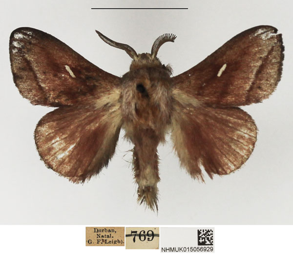 /filer/webapps/moths/media/images/R/rufotincta_Sena_AM_NHMUK.jpg