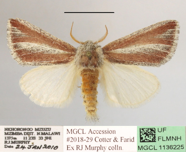 /filer/webapps/moths/media/images/R/rufovittata_Parazana_A_MGCL_01.JPG