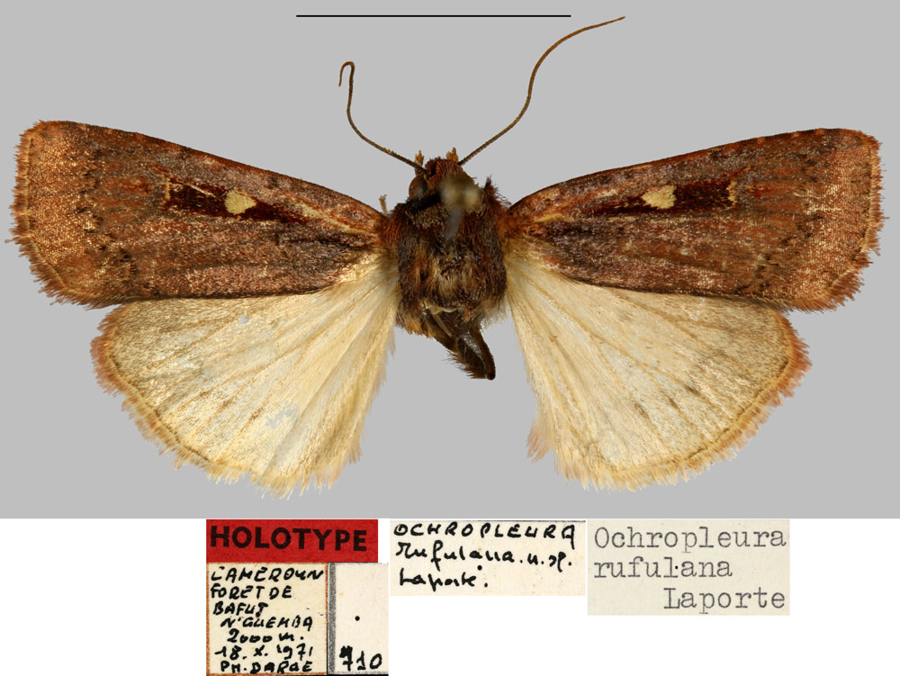 /filer/webapps/moths/media/images/R/rufulana_Ochropleura_HT_MNHN.jpg