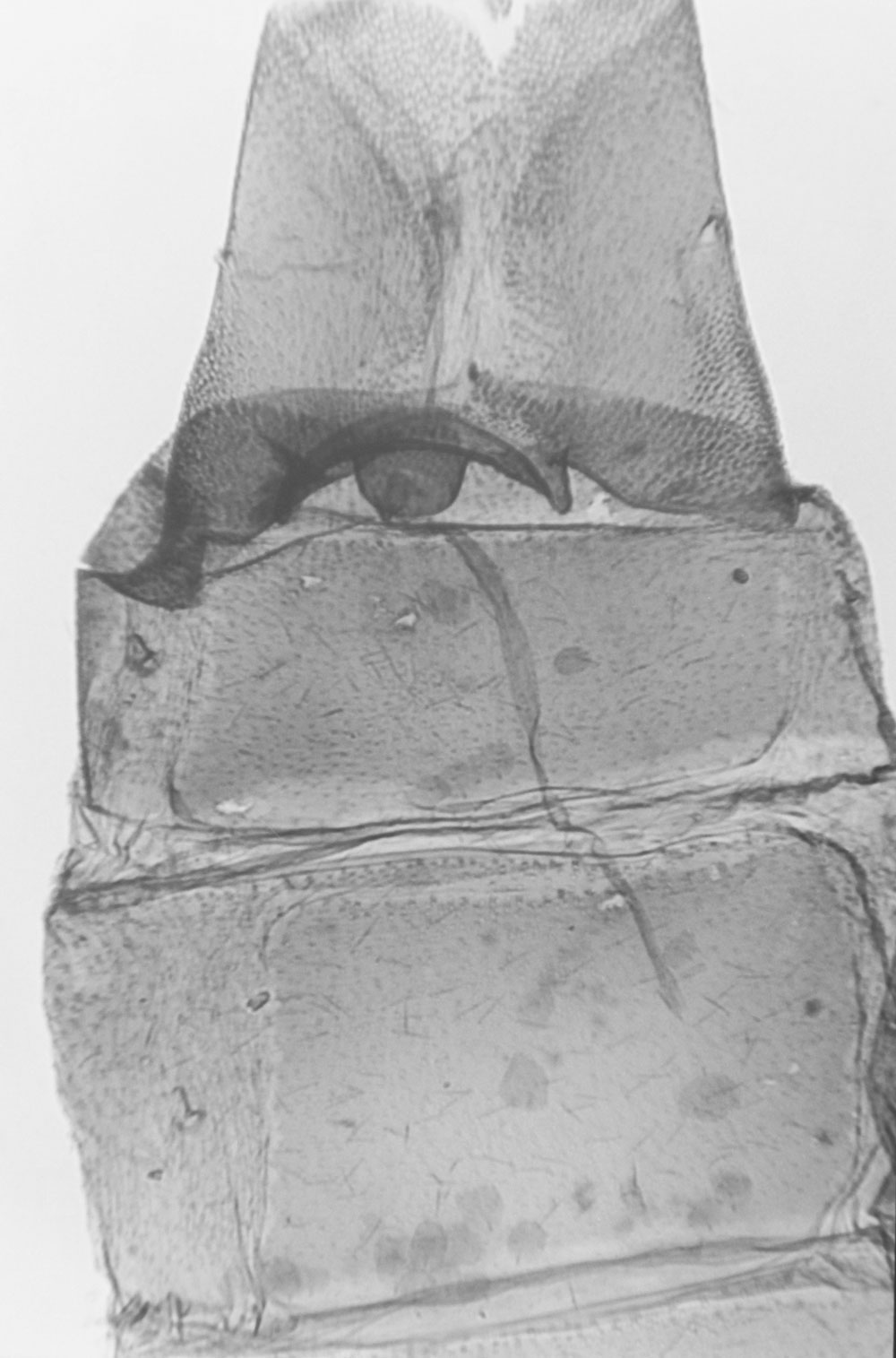 /filer/webapps/moths/media/images/R/rufus_Titanoptilus_GFHT_MNHN_M45.jpg