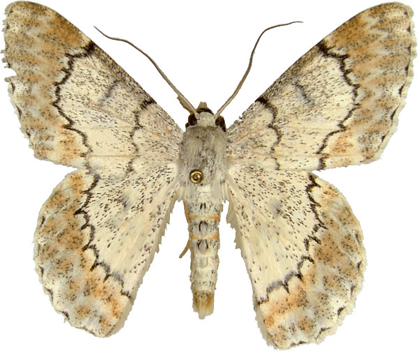 /filer/webapps/moths/media/images/R/ruginaria_Pingasa_AM_MCJM.jpg