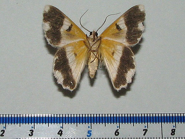 /filer/webapps/moths/media/images/R/ruginaria_Pingasa_A_Goff_01.jpg