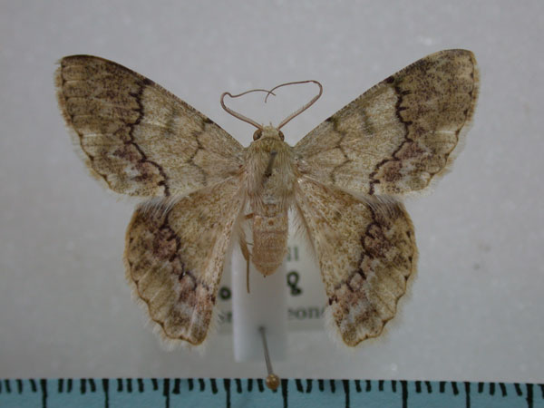/filer/webapps/moths/media/images/R/ruginaria_Pingasa_A_Revell_01.jpg