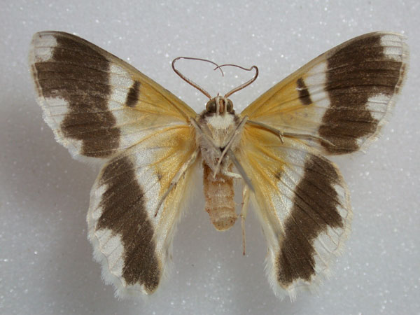 /filer/webapps/moths/media/images/R/ruginaria_Pingasa_A_Revell_02.jpg