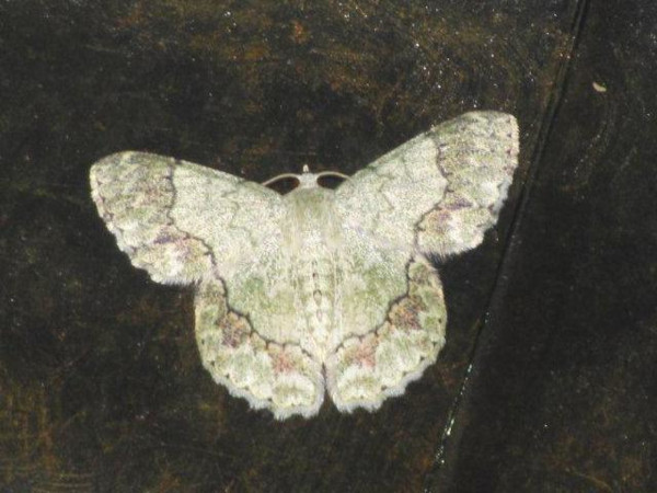 /filer/webapps/moths/media/images/R/ruginaria_Pingasa_A_Stanton.jpg