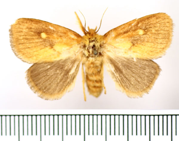 /filer/webapps/moths/media/images/R/rugosa_Cosuma_AF_BMNH.jpg
