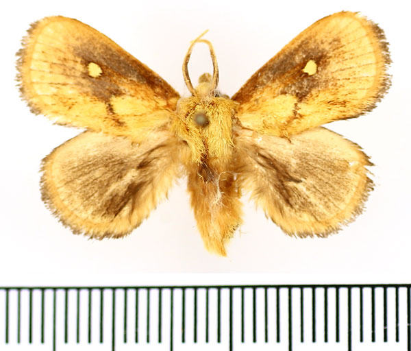 /filer/webapps/moths/media/images/R/rugosa_Cosuma_AM_BMNH_01.jpg