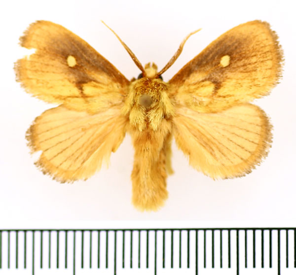 /filer/webapps/moths/media/images/R/rugosa_Cosuma_AM_BMNH_02.jpg