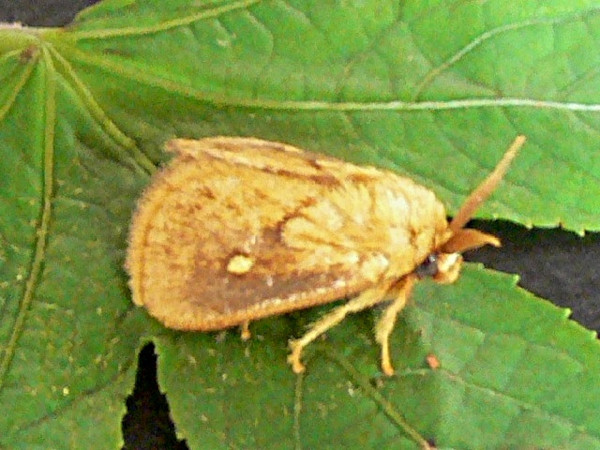/filer/webapps/moths/media/images/R/rugosa_Cosuma_A_Goff_02.jpg