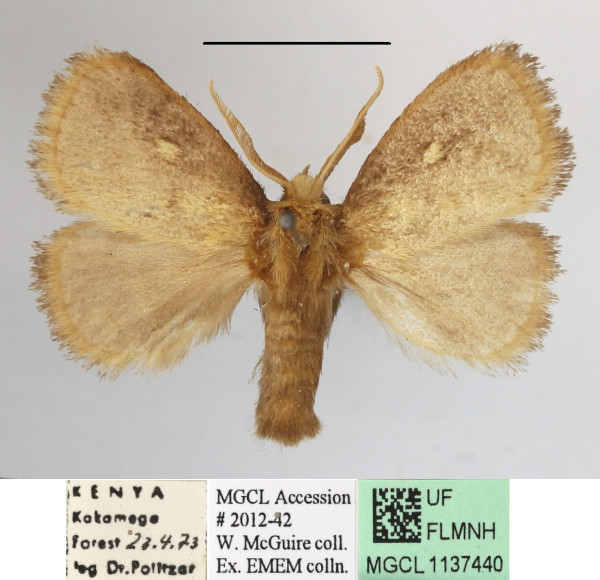 /filer/webapps/moths/media/images/R/rugosa_Cosuma_A_MGCLa_01.jpg