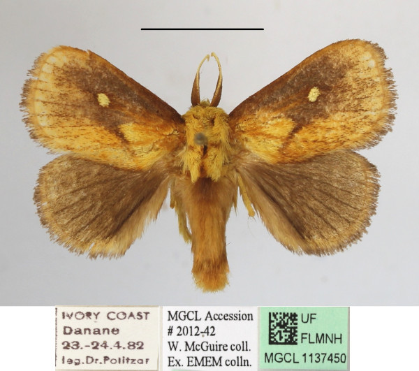 /filer/webapps/moths/media/images/R/rugosa_Cosuma_A_MGCLa_02.jpg