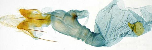 /filer/webapps/moths/media/images/R/ruicheensis_Ptilothyris_GFHT_SDEI.jpg
