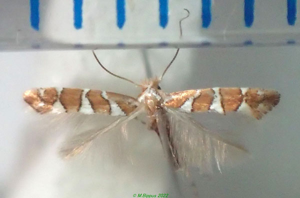 /filer/webapps/moths/media/images/R/ruizivorus_Phyllonorycter_A_Bippus.jpg