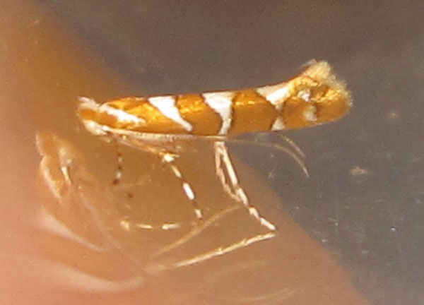 /filer/webapps/moths/media/images/R/ruizivorus_Phyllonorycter_A_MB.jpg