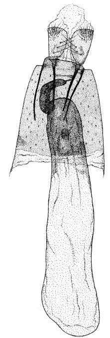 /filer/webapps/moths/media/images/R/ruizivorus_Phyllonorycter_GF_DePrins3725.jpg