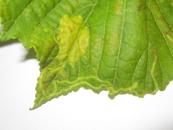 /filer/webapps/moths/media/images/R/ruizivorus_Phyllonorycter_Mine_01_MB.jpg