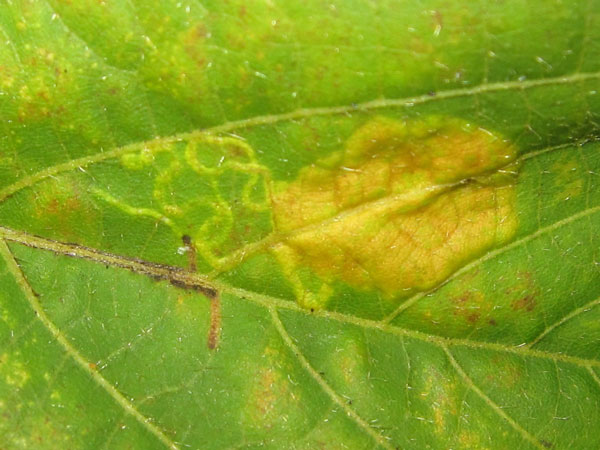 /filer/webapps/moths/media/images/R/ruizivorus_Phyllonorycter_Mine_02_MB.jpg
