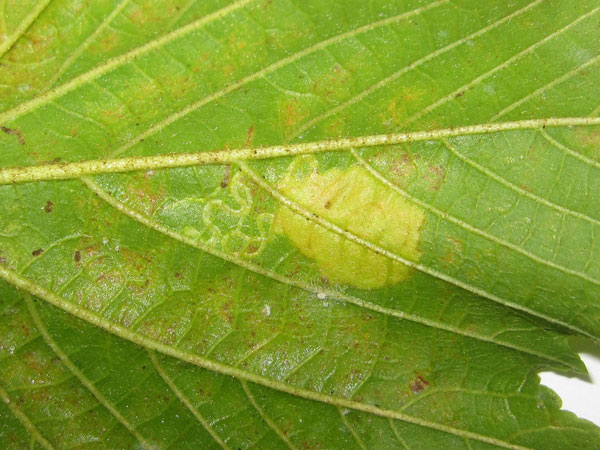 /filer/webapps/moths/media/images/R/ruizivorus_Phyllonorycter_Mine_03_MB.jpg