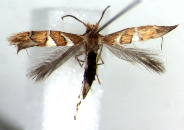 /filer/webapps/moths/media/images/R/ruizivorus_Phyllonorycter_PT_RMCA.jpg