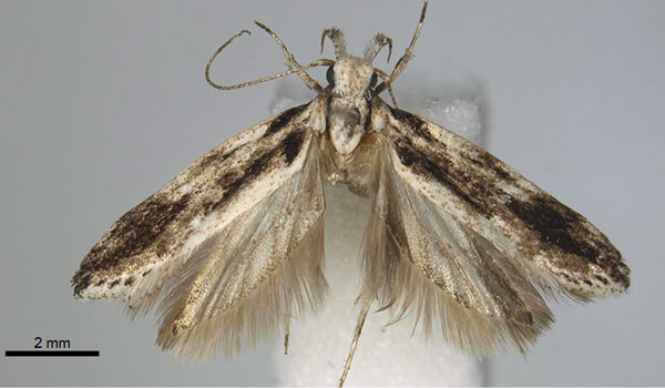 /filer/webapps/moths/media/images/R/rukinga_Tricerophora_PT_BMNH.jpg