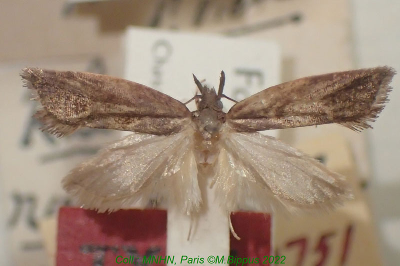 /filer/webapps/moths/media/images/R/rungsella_Orygocera_HT_MNHN.jpg