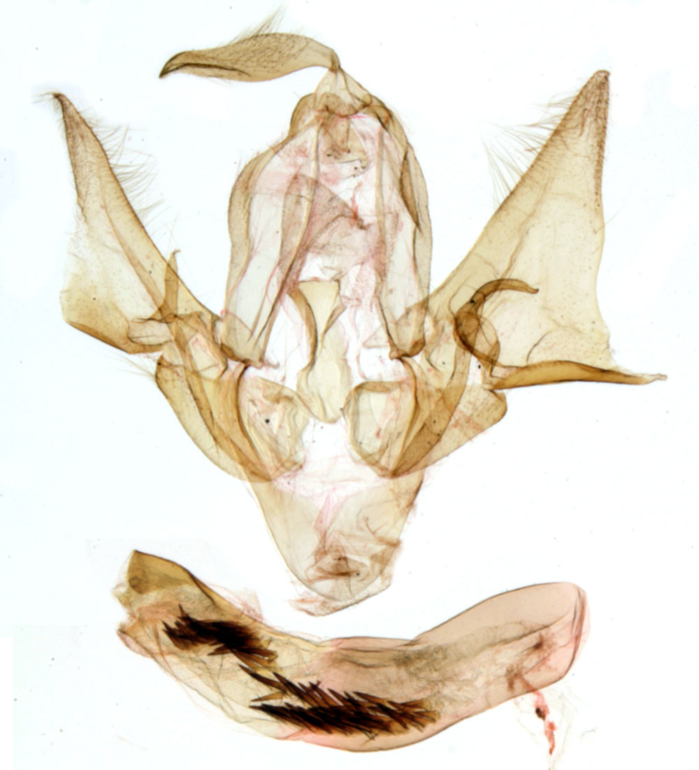 /filer/webapps/moths/media/images/R/rungsi_Phalerodes_GMHT_MNHN_487.jpg