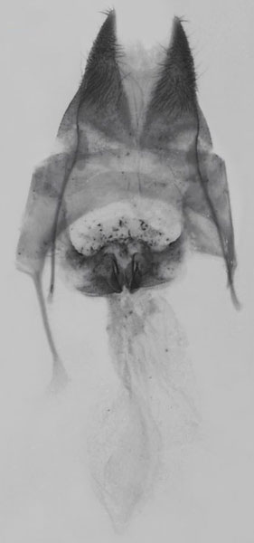 /filer/webapps/moths/media/images/R/rungwa_Sesamia_GFHT_MNHN_141.jpg
