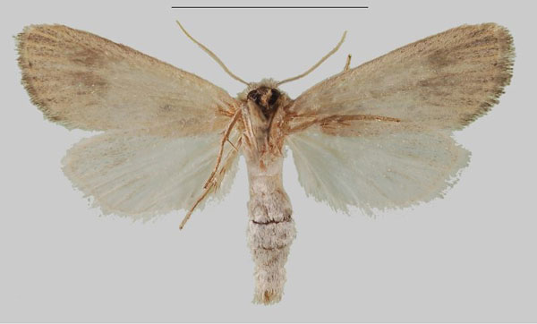 /filer/webapps/moths/media/images/R/rungwa_Sesamia_HT_MNHNb.jpg