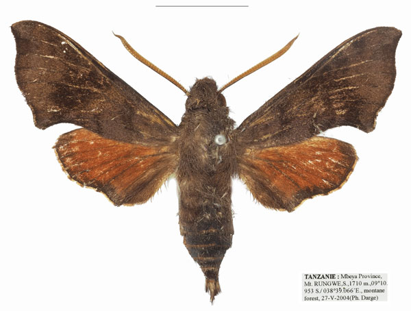 /filer/webapps/moths/media/images/R/rungwe_Temnora_AM_Basquina_CRV5EDQ.jpg