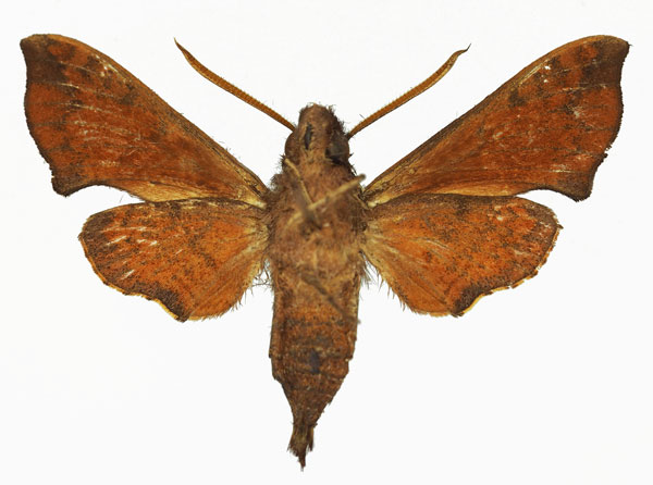 /filer/webapps/moths/media/images/R/rungwe_Temnora_AM_Basquinb.jpg