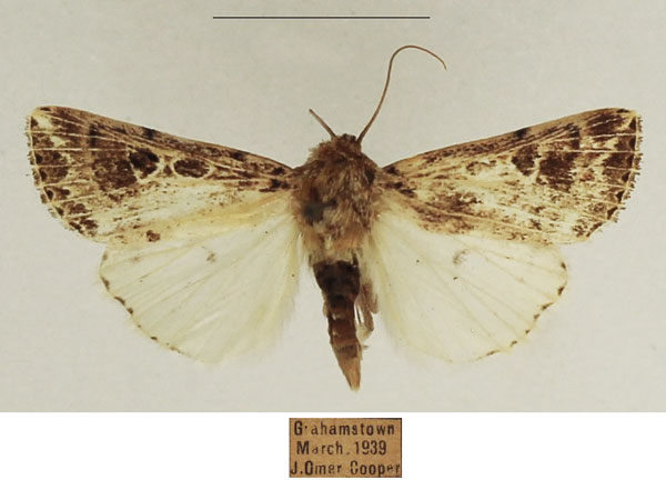/filer/webapps/moths/media/images/R/ruptilinea_Leucania_AF_TMSA_01.jpg