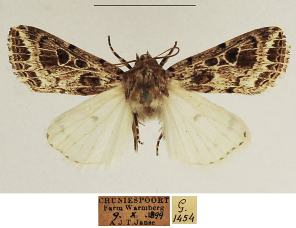 /filer/webapps/moths/media/images/R/ruptilinea_Leucania_AM_TMSA_02.jpg