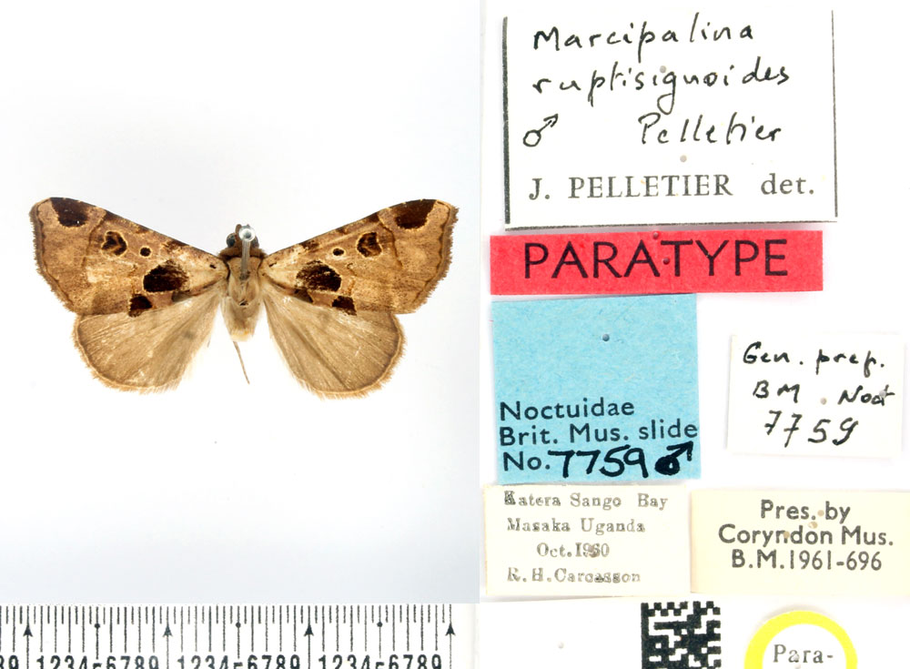 /filer/webapps/moths/media/images/R/ruptisignoides_Marcipalina_PTM_BMNH_01.jpg