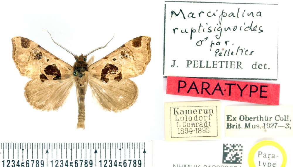 /filer/webapps/moths/media/images/R/ruptisignoides_Marcipalina_PTM_BMNH_02.jpg