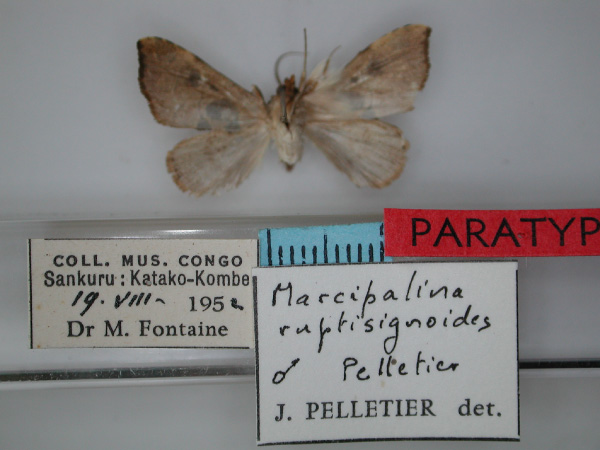 /filer/webapps/moths/media/images/R/ruptisignoides_Marcipalina_PT_RMCA_02.jpg