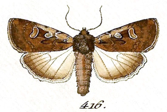 /filer/webapps/moths/media/images/R/ruris_Euxoa_Hubner_416.jpg