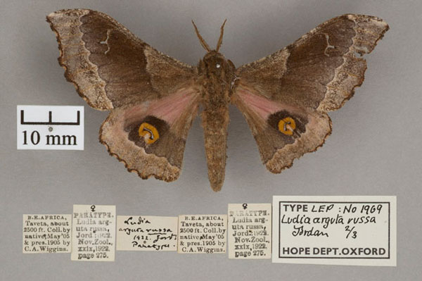 /filer/webapps/moths/media/images/R/russa_Ludia_PTF_OUMNH_01.jpg