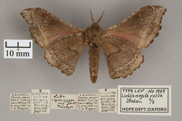 /filer/webapps/moths/media/images/R/russa_Ludia_PTF_OUMNH_02.jpg