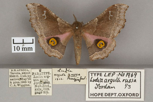 /filer/webapps/moths/media/images/R/russa_Ludia_PT_OUMNH_01.jpg