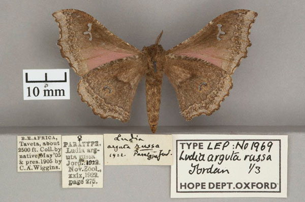 /filer/webapps/moths/media/images/R/russa_Ludia_PT_OUMNH_02.jpg