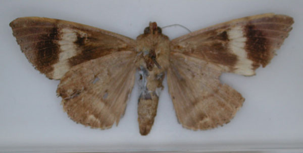 /filer/webapps/moths/media/images/R/russoi_Achaea_HT_RMCA_02.jpg