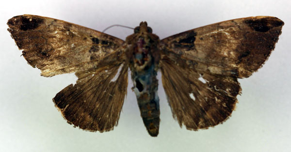 /filer/webapps/moths/media/images/R/russoi_Achaea_HT_RMCA_03.jpg