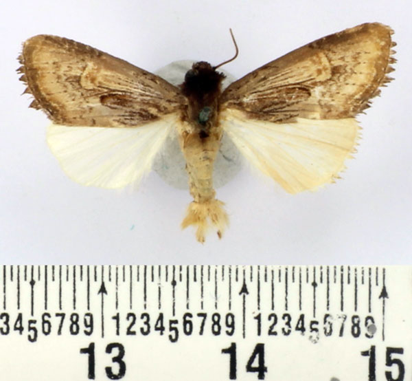 /filer/webapps/moths/media/images/R/russoi_Aspidifrontia_AM_BMNH.jpg