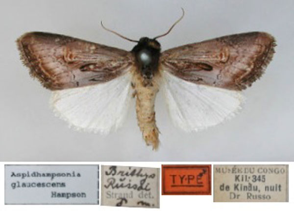 /filer/webapps/moths/media/images/R/russoi_Aspidifrontia_HT_RMCA.jpg