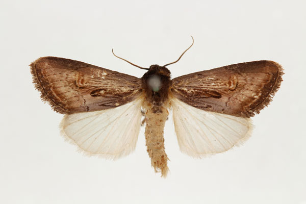 /filer/webapps/moths/media/images/R/russoi_Aspidifrontia_HT_RMCA_02.jpg